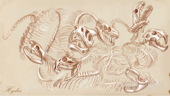 手的绘制的矢量: 九头蛇