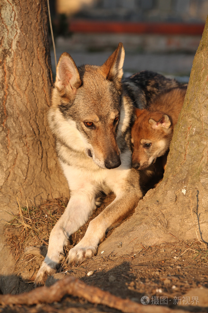 wolfdog母亲带着两棵树之间的小狗
