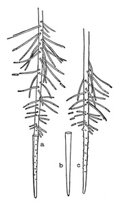 这是水葫芦植物的根。它是一种水溶性植物, 植株的根部纤细, 有小的侧根, 复古线画或雕刻插图