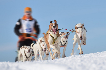 Musher 躲在雪橇狗拉雪橇比赛在后面