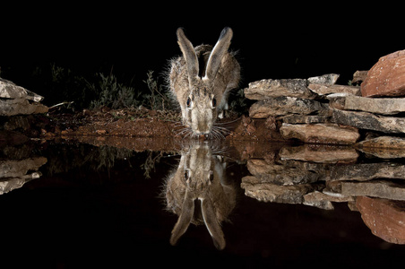 兔刺猬, 兔莉娜 granatensis, 画像饮水与反射