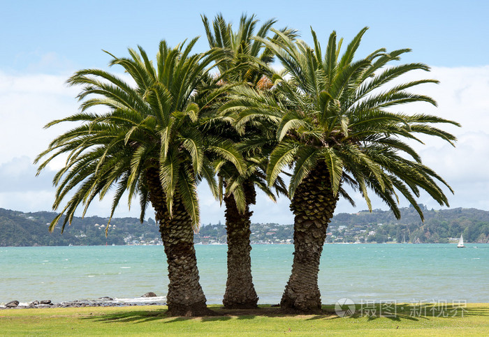 新西兰派亚草滩上的三棵棕榈树