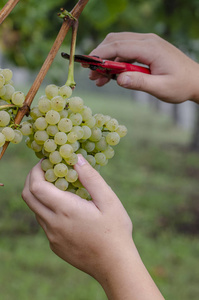 关闭工人的手在西班牙葡萄园葡萄酒丰收期间从葡萄藤上切割白葡萄