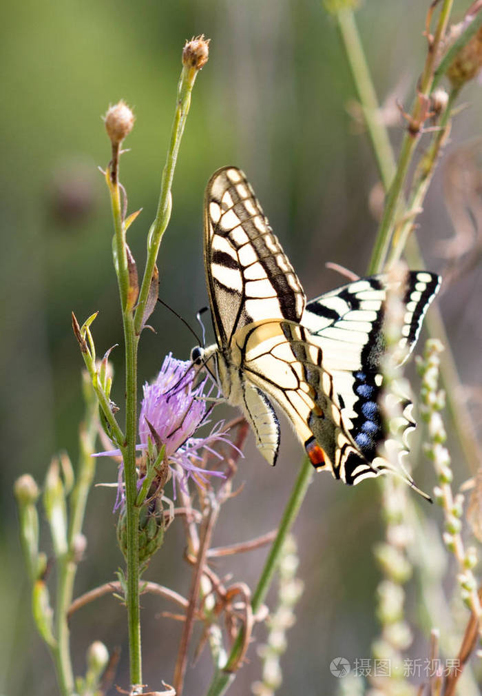 蝴蝶在它的栖息地