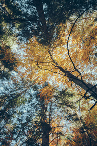 在蓝天前的秋天森林的底部的看法, 喀尔巴泰, 乌克兰