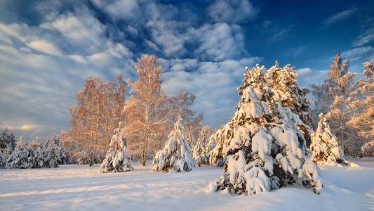 雪覆盖在拉脱维亚冬季森林