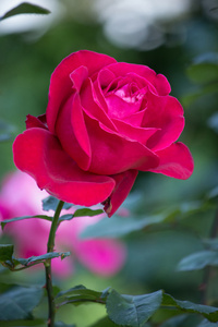 在花园里的红玫瑰花朵