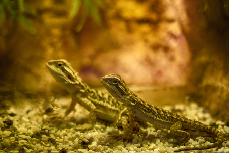 长胡子的龙接近, 浅的自由度。Pogona 是爬行动物的一个属, 含有九种蜥蜴, 通常俗称长胡子龙。