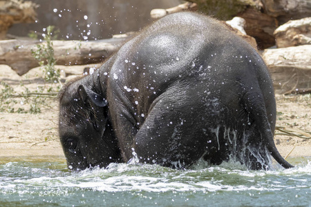 可爱的年轻印度大象在水中图片