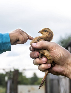动物园手指图片