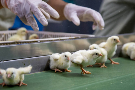 家禽生意。养鸡场经营, 农业用技术。选择鸡肉工艺。这是婴儿鸡