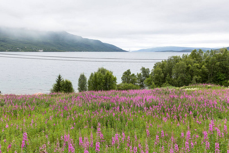 挪威 Nordland 罗弗敦的一个峡湾上的花草甸