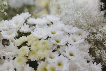 白色的 gerbera 雏菊和白色的里海