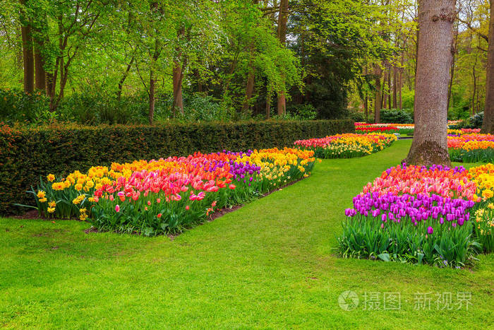 美丽的春天景观令人惊叹的库肯霍夫花园与五颜六色的新鲜郁金香春天的