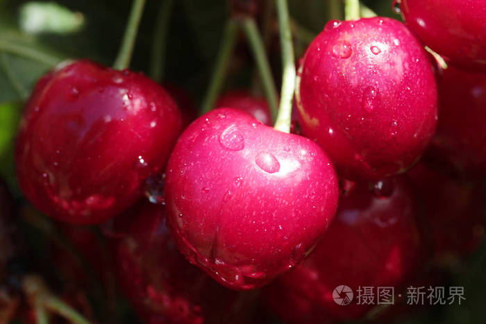 雨滴在樱桃上