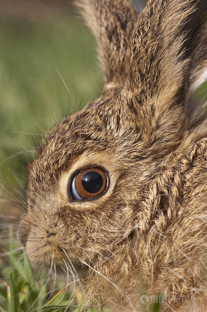 小野兔兔刺猬兔granatensis肖像