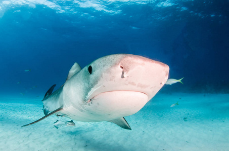 野生老虎圣诞节插图野生动物穿圣诞圣诞老人帽子红色冬天帽子假期图片