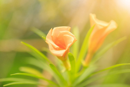 橙色花绿叶在自然公园特写镜头与阳光为背景或壁纸