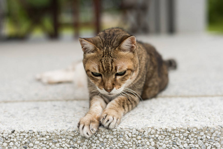 大花猫老肥猫特写肖像