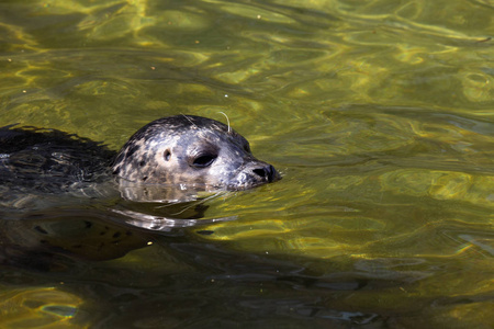 普通密封, 斑海豹, 在清水中游泳