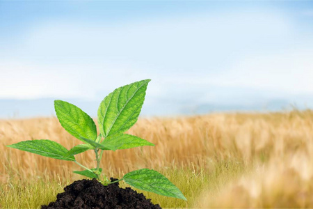 生命,生物,生态,植物学和佛教的象征概念人类手执绿色小植物的生命与