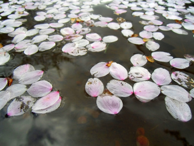 在水面上花的花瓣图片