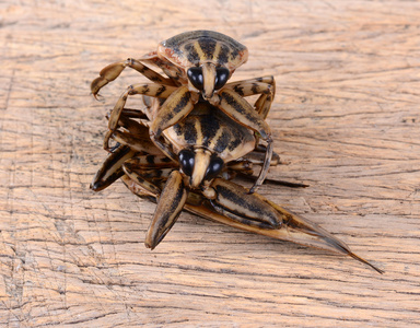 巨大的水虫图片