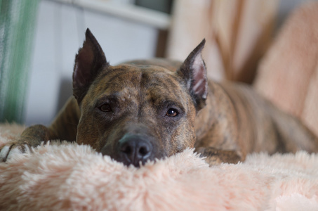 斗牛犬嬉戏的小狗和猫苏格兰直小狗斗牛犬和德国牧羊犬站在一起在白色