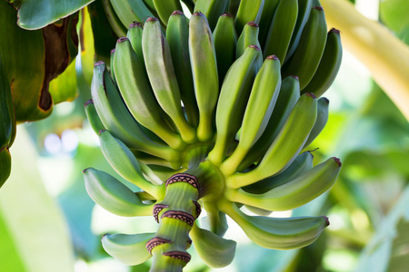 树枝上的香蕉