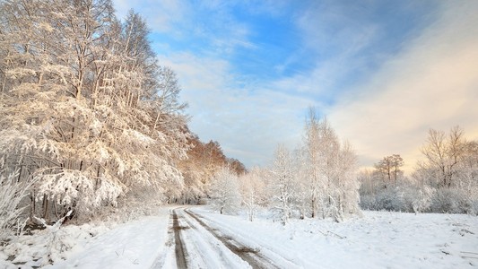 道路冰雪覆盖在拉脱维亚的树木