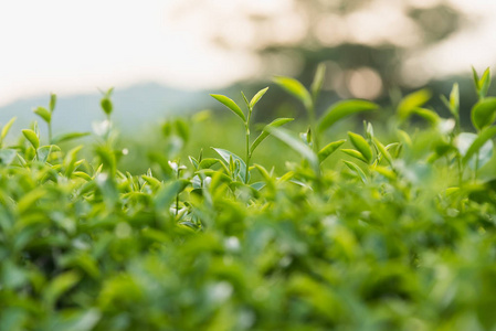 绿茶和新鲜的叶子