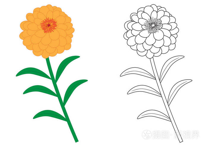 百日草花五颜六色在黑色与白色的颜色向量例证