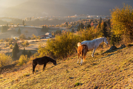 山上神秘的日出。野生马放牧在草甸, 保加利亚, 欧洲