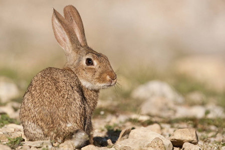 兔子肖像在自然栖息地, 生活在草地上。欧洲兔子, 穴兔家兔