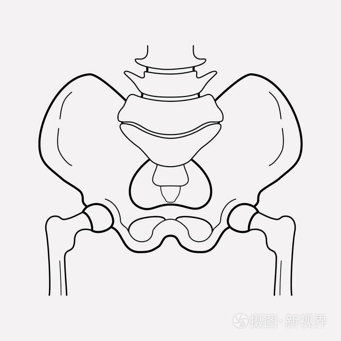 女性骨盆图片简笔图片