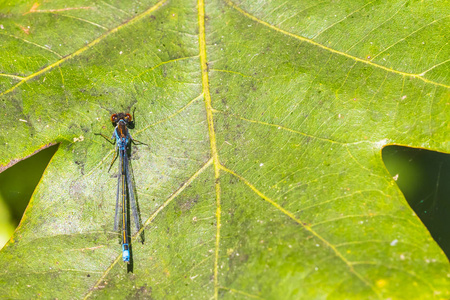 一个小红眼睛蜻蜓 Erythromma 龙牙栖息在森林特写。红色眼睛的蓝色硬币
