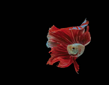 暹罗斗鱼, 红鱼, 黑底 Betta 芨芨草, Betta 鱼, 半月湾 Betta