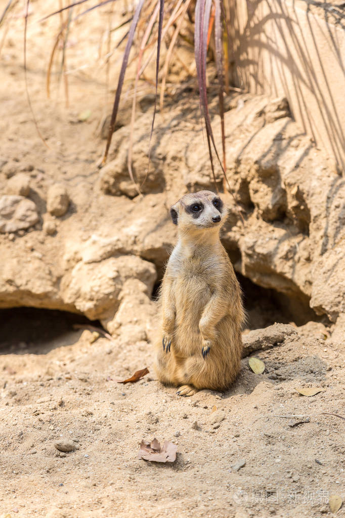 可爱的关闭 surikat 站在一个夏天的一天