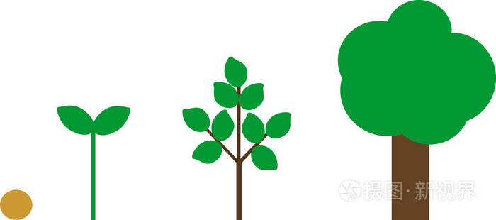 树的生命周期.从种子到成年树的植物生长阶段