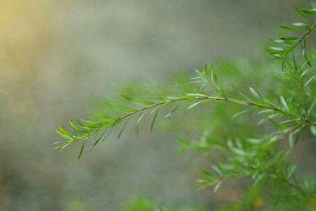 背景为自然日落的叶子