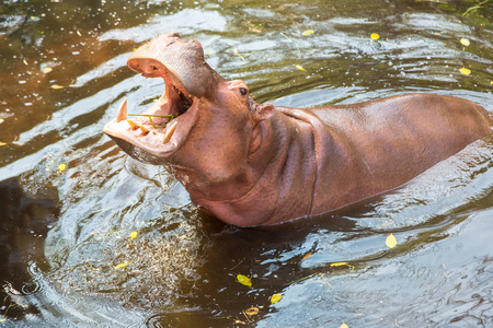 夏天, 在泰国清莱动物园, 河马张开嘴巴, 等待游客的食物。