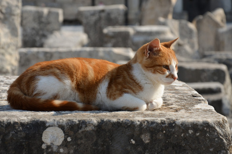 猫，以弗所废墟