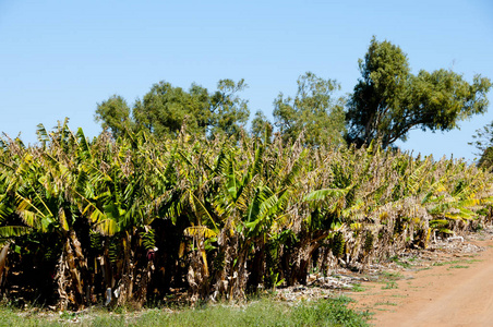 香蕉种植园加拿芬澳大利亚