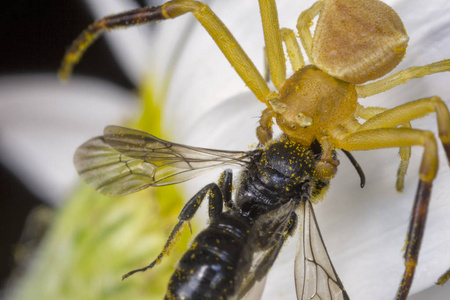 捕获狩猎黄色蜘蛛狩猎和吃一只蜜蜂在花上.特写照片
