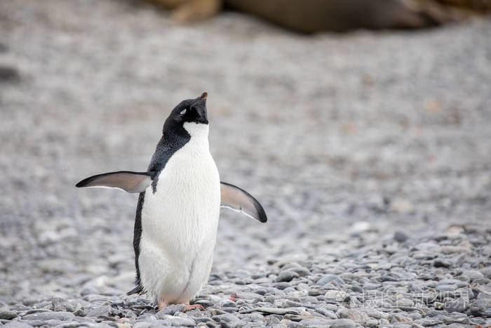 北极的一些企鹅在北方四处走动照片-正版商用图片09tk1q-摄图新视界