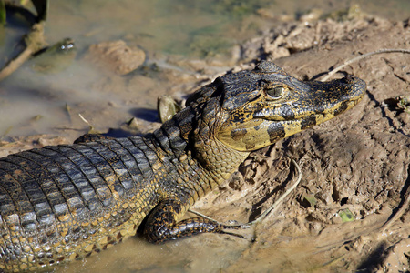 泥里的 yacare 凯曼 凯曼亚卡雷 在泥巴里躺着的特写镜头。rio clclo, pantanal, 巴西