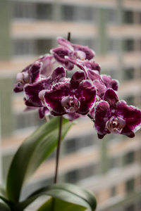 Cloyse 在窗台上盛开的白色和紫色蝴蝶兰兰花。房子园艺, 异国植物。Falenopsis