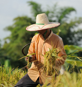 在外地的农民，这是收获的季节