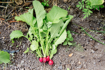 轻松的资深女士在她的花园里种植蔬菜