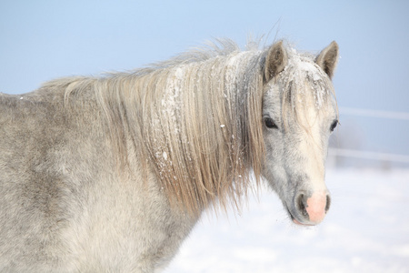 令人惊异的灰色小马在冬天